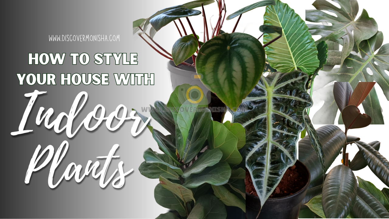 how to style your house with indoor plant