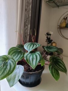 watermelon peperomia