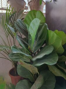 Fiddle leaf fig