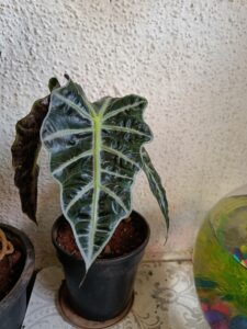 alocasia elephant ear leaf