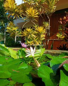 marari beach resorts kerala tourism