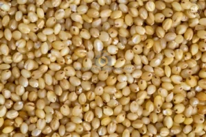 Foxtail_wholemillet