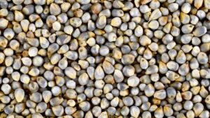 bajra-pearl-millet-grain-1296x728-header