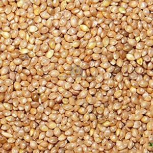 barnyard-millet