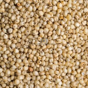 sorghum-jowar-millet-seed